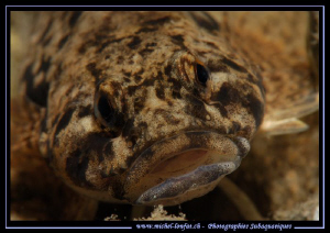 Face to face with this beautiful Bullhead, Fernsteinsee A... by Michel Lonfat 